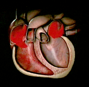 heart function